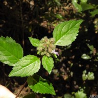 Pogostemon hirsutus Benth.